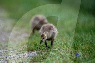 Canada Goose Goslings At The Fernald Nature Preserve