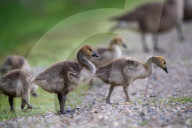 Canada Goose Goslings At The Fernald Nature Preserve