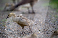 Canada Goose Goslings At The Fernald Nature Preserve