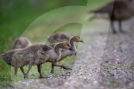 Canada Goose Goslings At The Fernald Nature Preserve