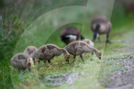 Canada Goose Goslings At The Fernald Nature Preserve