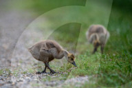 Canada Goose Goslings At The Fernald Nature Preserve