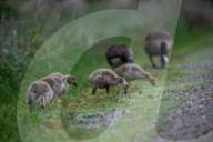 Canada Goose Goslings At The Fernald Nature Preserve