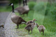 Canada Goose Goslings At The Fernald Nature Preserve