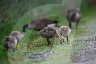 Canada Goose Goslings At The Fernald Nature Preserve