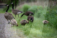 Canada Goose Goslings At The Fernald Nature Preserve