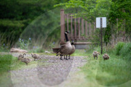 Canada Goose Goslings At The Fernald Nature Preserve
