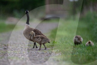 Canada Goose Goslings At The Fernald Nature Preserve