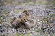 Canada Goose Goslings At The Fernald Nature Preserve