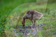 Canada Goose Goslings At The Fernald Nature Preserve