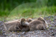 Canada Goose Goslings At The Fernald Nature Preserve