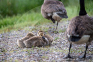 Canada Goose Goslings At The Fernald Nature Preserve
