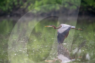 Great Blue Heron Hunting
