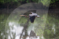 Great Blue Heron Hunting