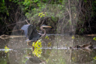 Great Blue Heron Hunting