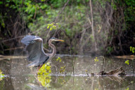 Great Blue Heron Hunting