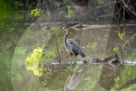 Great Blue Heron Hunting