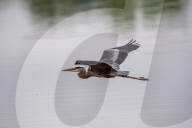 Great Blue Heron Hunting