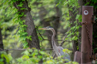 Great Blue Heron Hunting