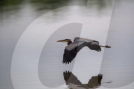 Great Blue Heron Hunting