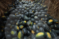 Sale Of Watermelon Rises In Nepal As Temperature Surge 