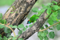 Birds In India