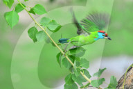 Birds In India