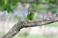 Birds In India