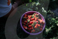 Strawberries harvest in Kashmir