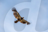 American Bald Eagle