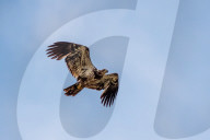 American Bald Eagle