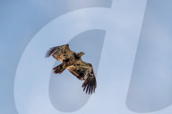 American Bald Eagle