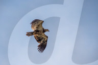 American Bald Eagle