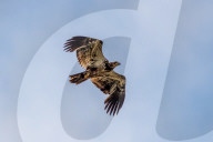 American Bald Eagle