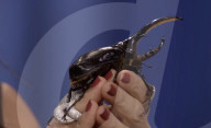 Salma Hayek gets bugged