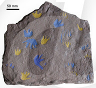 Fossil tracks rewrite reptile history by 40 million years