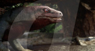 Fossil tracks rewrite reptile history by 40 million years