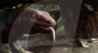 Fossil tracks rewrite reptile history by 40 million years