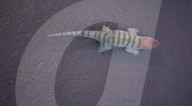 Fossil tracks rewrite reptile history by 40 million years