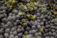  Indonesian Home Industry Of The Frozen Foods  To Export