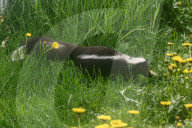 Skunk