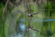 Wildlife At Oxbow