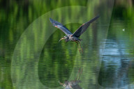 Wildlife At Oxbow
