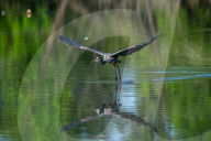 Wildlife At Oxbow