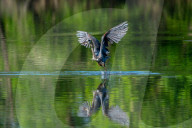 Wildlife At Oxbow