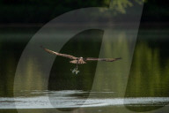 Wildlife At Oxbow