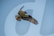 Wildlife At Oxbow