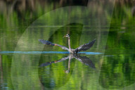 Wildlife At Oxbow