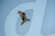 Wildlife At Oxbow