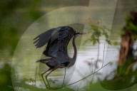 Wildlife At Oxbow